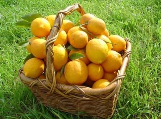 Лимон на гидропонике