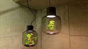 Мощные лампы для растений