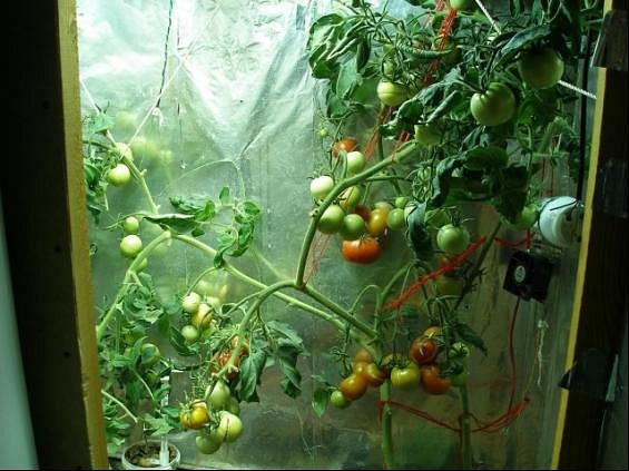 гидропоника томаты семена
