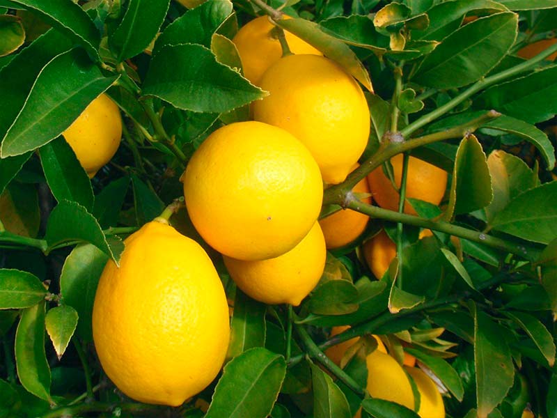 дефицит питания у лимона