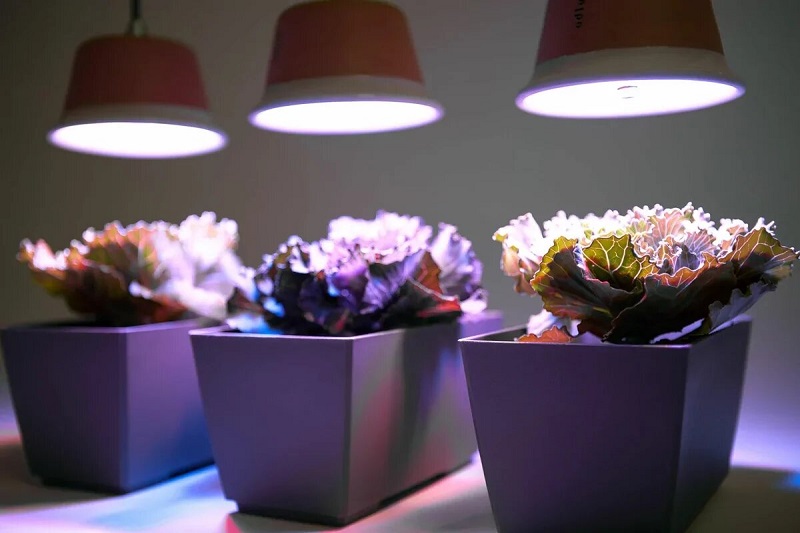 Искусственное освещение для комнатных растений
