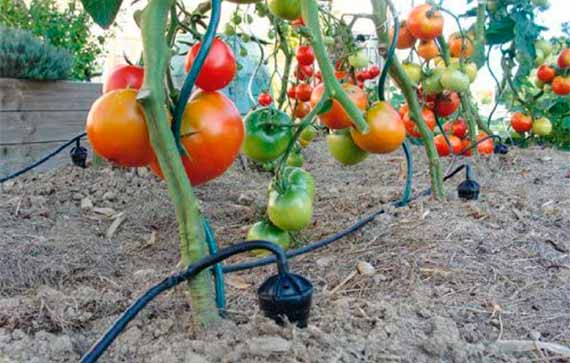 Что определяет частоту полива помидоров в теплице?