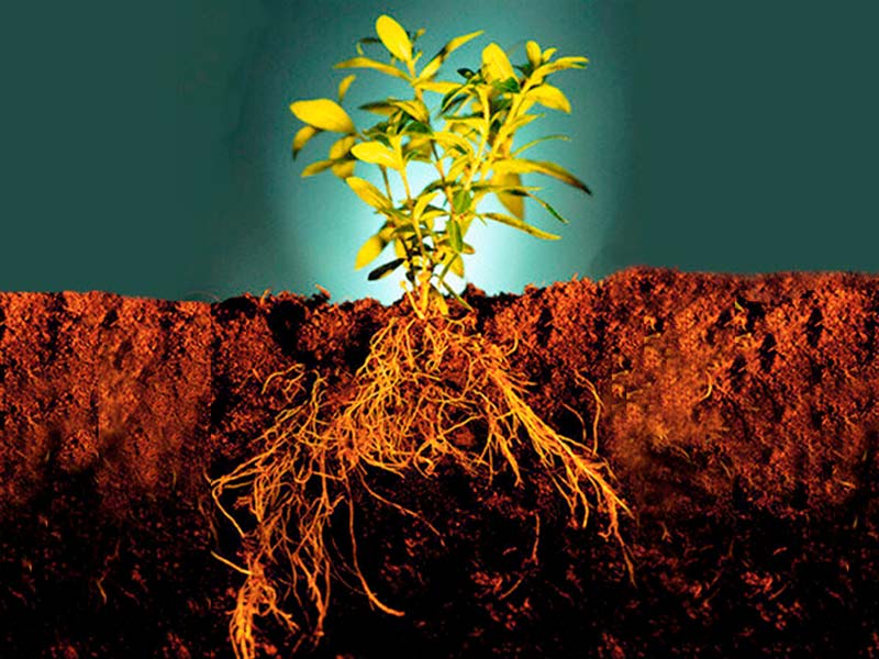 рост корней при длительном освещении