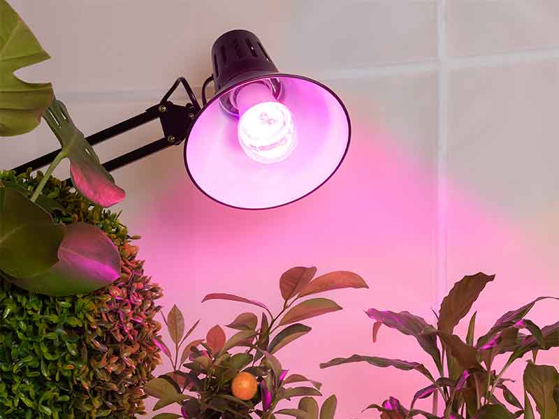 Как обычные лампы влияют на растения
