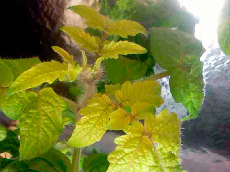 Переизбыток азота у томатов фото листьев лечение