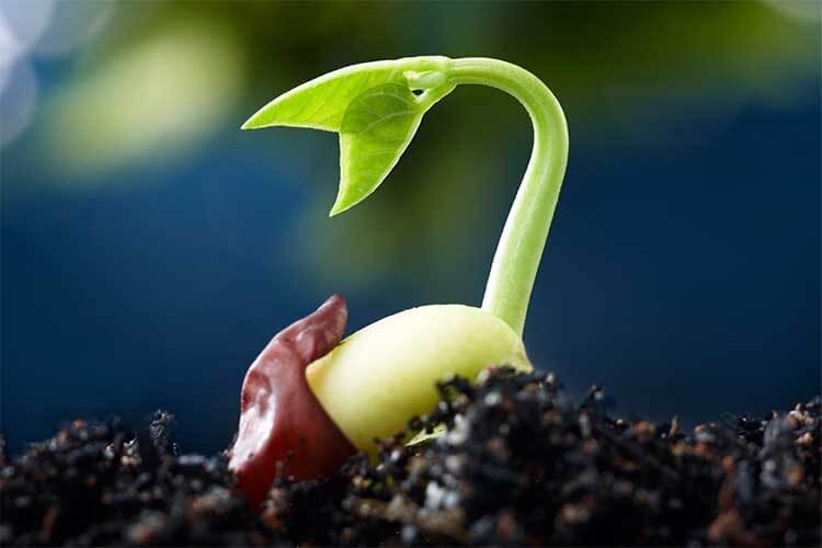Как прорастить семена растений