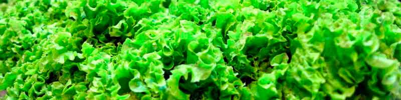 выращивание зелени и салата в гроубоксе