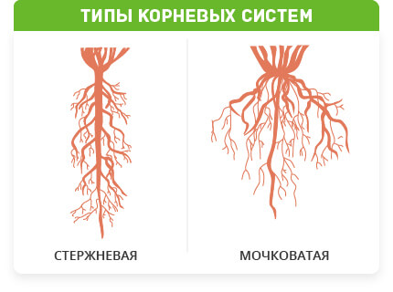Типы корневых систем растений