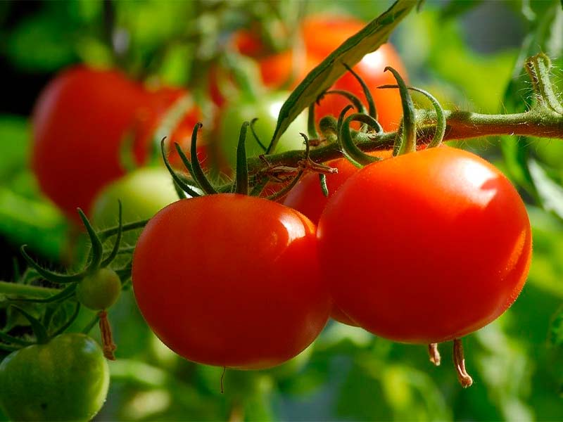 Внекорневая подкормка помидор - как делать правильно?