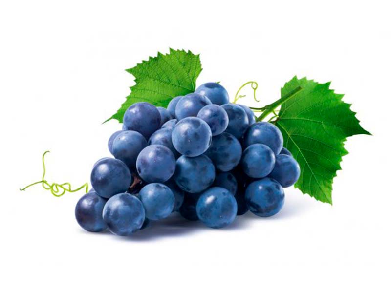 Выращивание винограда на гидропонике