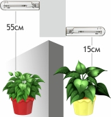 Высота размещения ламп от растения