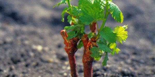 Раствор для выращивания саженцев винограда