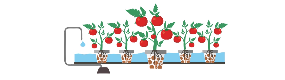 Семена помидоров для гидропоники конопля в интернете