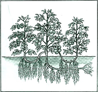 Влияние освещения растений на развитие корневой системы