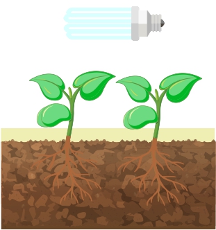 Как проращивать семена гидропонику что может быть за выращивания конопли