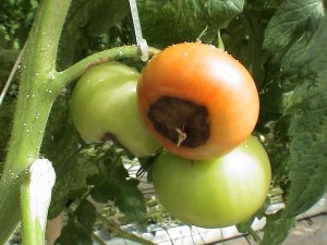 Выращивании помидор на гидропонике