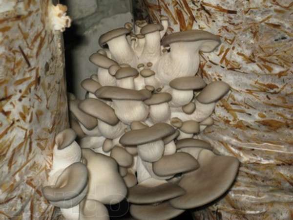 Выращивание грибов на гидропонике