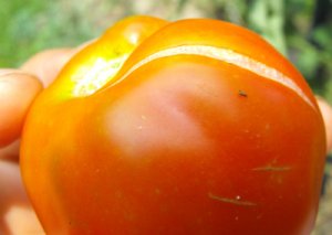 Признаки болезней при выращивании помидор