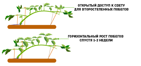 Доступ к свету для растений