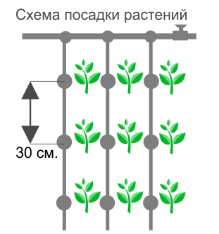 Схема посадки растений в теплице