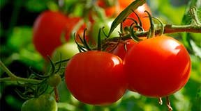 Удобрение для томатов в открытом грунте