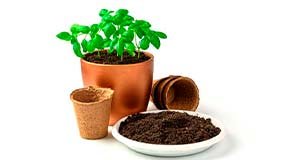 Выращивание растений в почве и без почвы