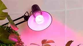 Лучшие лампы для растений