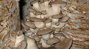 Можно ли вырастить грибы на гидропонике?