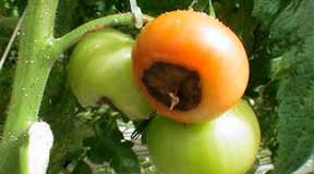 Признаки болезней при выращивании помидор на гидропонике дома