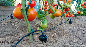 Капельный полив помидор в теплице. Особенности питания растений