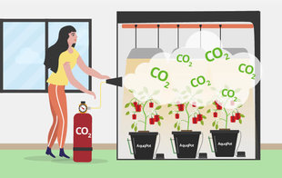 CO2 в теплице и гроубоксе или преимущество использования CO2 для растений